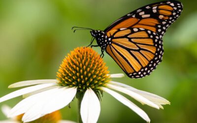 Comment attirer les oiseaux et les papillons dans votre jardin