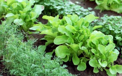 Dix conseils pour créer un potager productif dans votre jardin